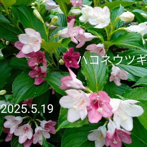 ハコネウツギと羽衣ジャスミンの挿し穂