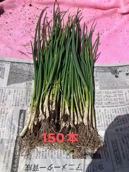 わけねぎ150本細め