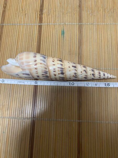 特大サイズ15.6cm リュウキュウタケノコガイ タケノコ貝科 貝殻 琉球タケノコ貝 貝殻標本