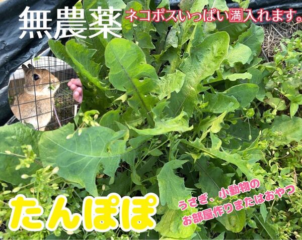 【沢山あるので今だけ特価】無農薬 採りたて たんぽぽの葉 ペットのおやつなどに