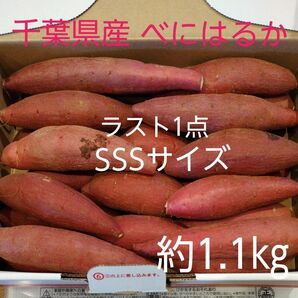 12 千葉県産 べにはるか さつまいも サツマイモ SSSサイズ 約1.1㎏