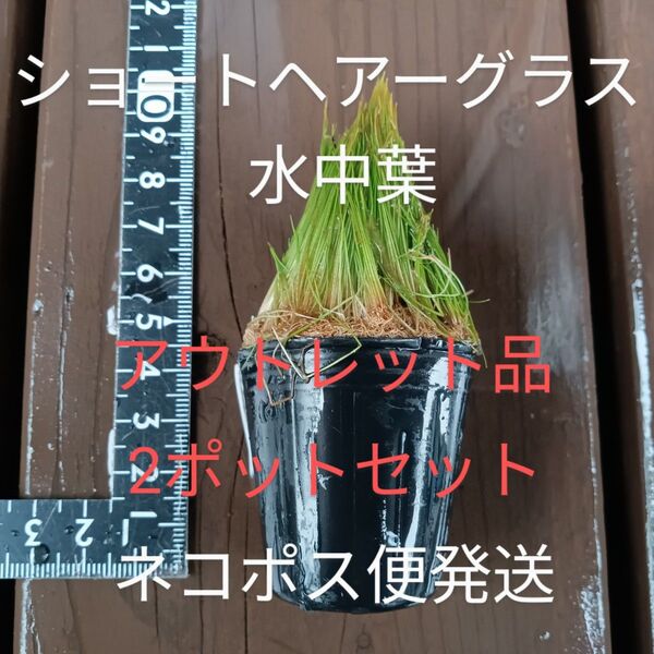 (水中葉・無農薬)ショートヘアーグラス【アウトレット品】