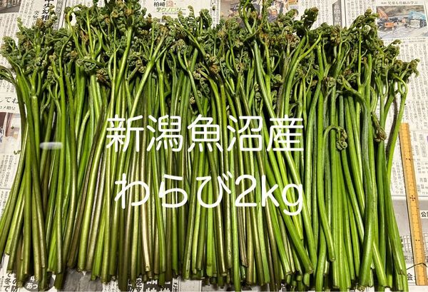 新潟魚沼産 わらび2キログラム 蕨 ワラビ