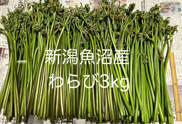 新潟魚沼産 わらび3キログラム 開き気味 蕨 ワラビ