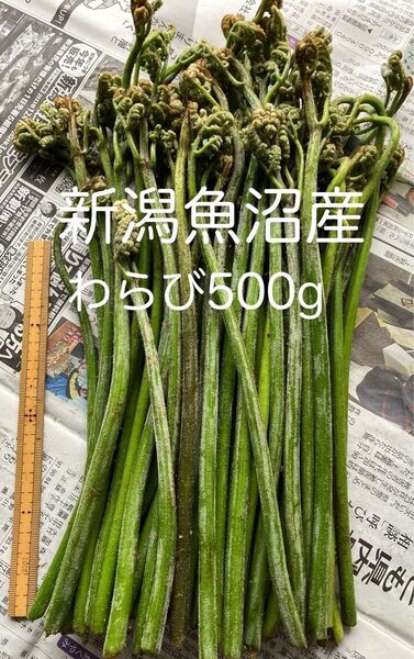 新潟魚沼産 天然わらび500g 太め 蕨 ワラビ