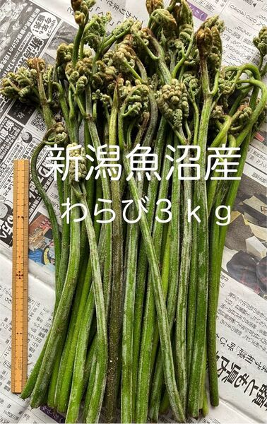新潟魚沼産 天然わらび3キログラム 蕨 ワラビ