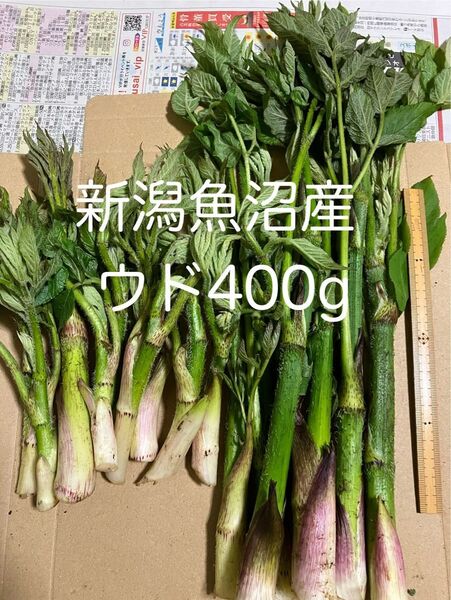 値下げ中! 新潟魚沼産 ウド400g うど
