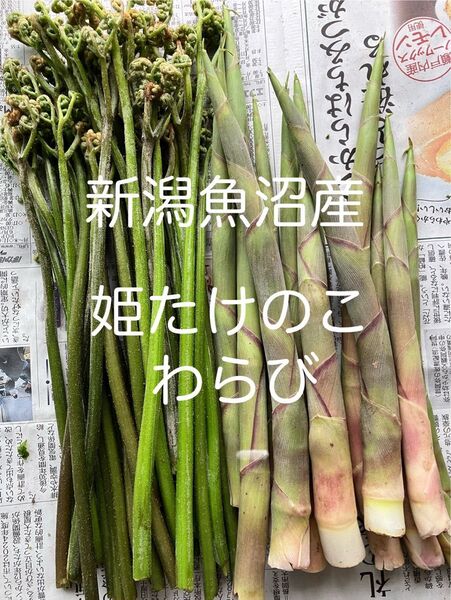 新潟魚沼産 山菜セット 姫たけのこ わらび 蕨 ワラビ