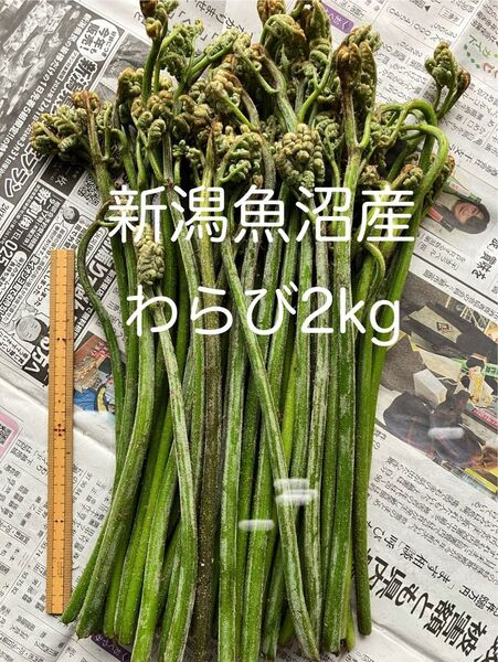 新潟魚沼産 天然わらび2キログラム 蕨 ワラビ