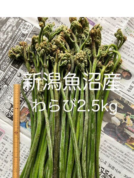 値下げ中!新潟魚沼産 天然わらび2.5kg 蕨 ワラビ 春の恵み