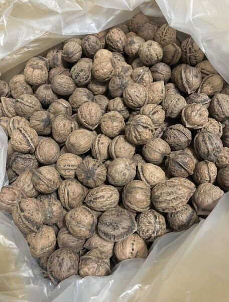 新潟魚沼産 天然クルミ 2kg 小粒 令和6年 鬼胡桃 オニクルミ 鬼クルミ