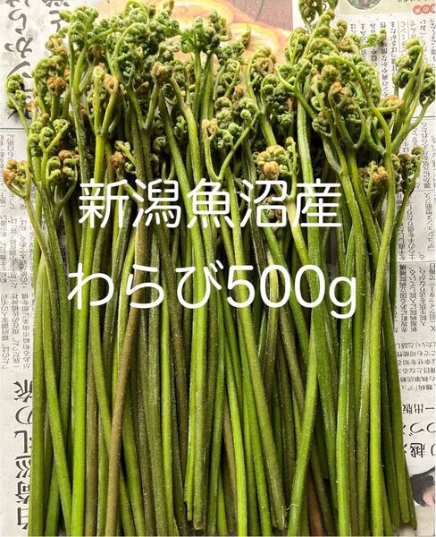 新潟魚沼産 天然わらび 500g 細め 蕨 ワラビ 山菜