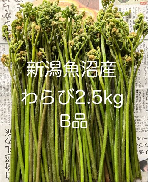 大特価!新潟魚沼産 わらび2.5kg B品 細め 蕨 ワラビ