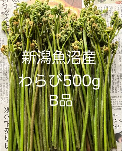 新潟魚沼産 天然わらび 500g 細め B品 蕨 ワラビ 山菜