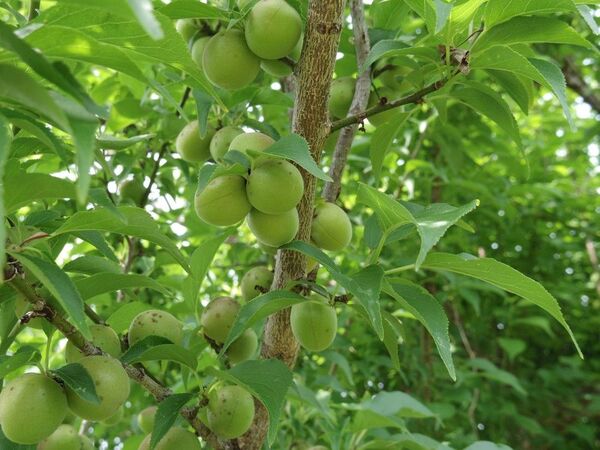 ■梅の実 かわいい小梅 青梅 約1kg 無農薬■