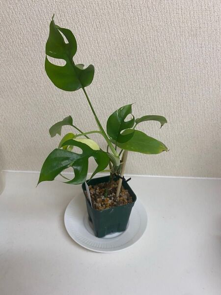 斑入りヒメモンステラ ラフィドフォラ テトラスペルマ パラゴン ネコポス発送