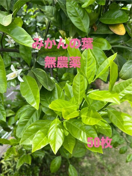 みかんの葉 無農薬 枝つき50枚以上 ④