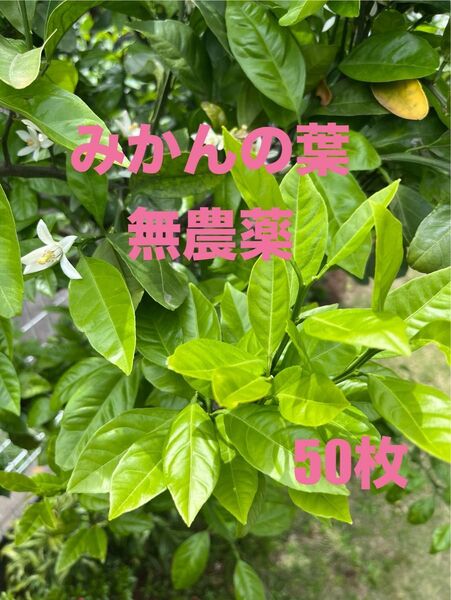 みかんの葉 無農薬 枝付き50枚以上 ③