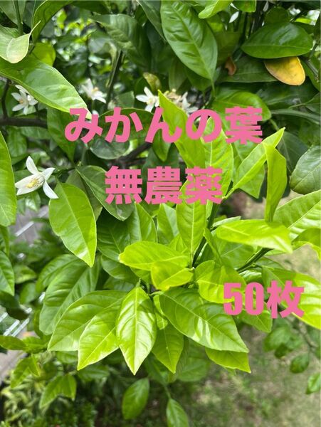 みかんの葉 無農薬 枝付き50枚以上 ②