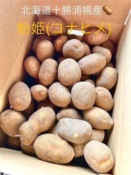 みんなに食されて40年 雪夏稚(せっかち)くんのじゃがいもコナヒメ20kg 北海道十勝産