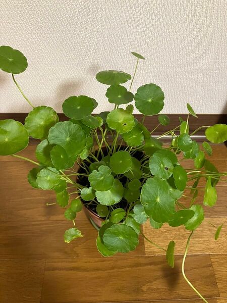 ウォーターマッシュルーム 土付き抜き苗