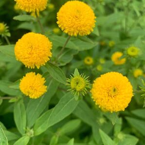 夏小町草 抜き苗 10苗