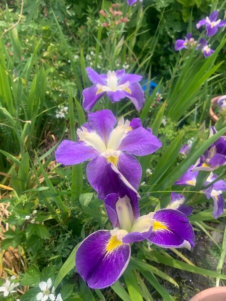 花ショウブ苗 アヤメ 3株