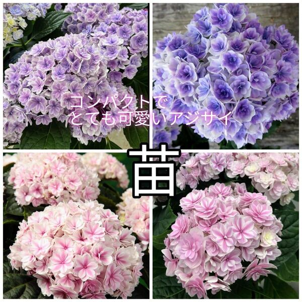 10.5cmポット大苗☆コンパクトでとても可愛い紫陽花苗♪アジサイ苗①良苗