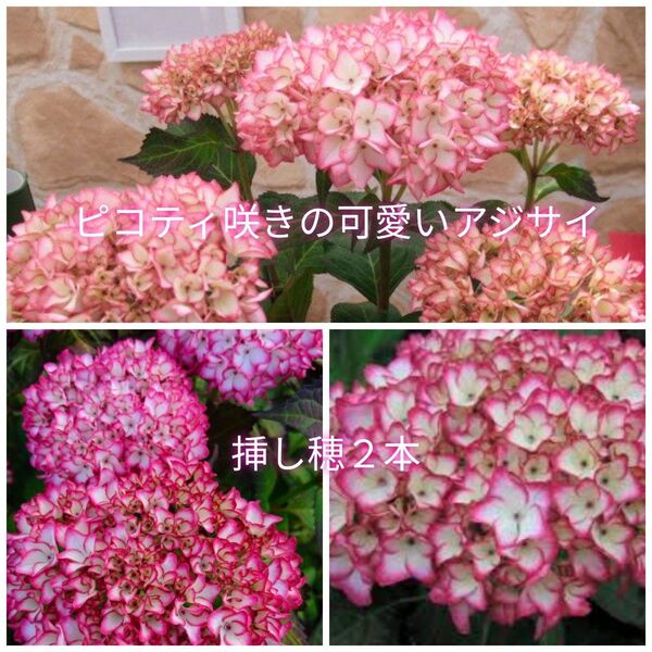 ピコティ咲き♪多花性でとても可愛い紫陽花の挿し穂2本+おまけ アジサイカット苗