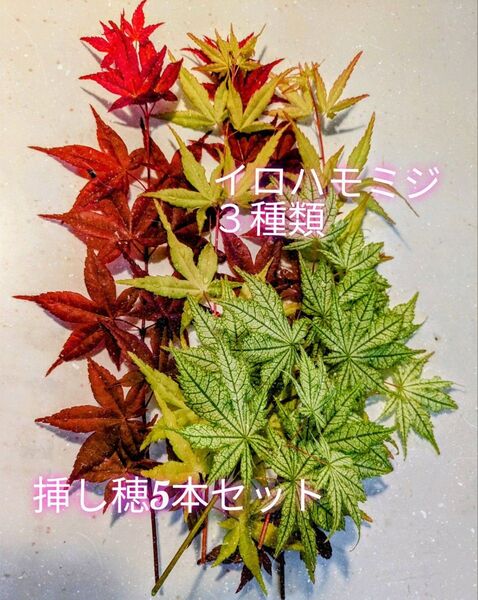 今が見頃♪春紅葉3品種の挿し穂5本セット+おまけ☆飾っても素敵