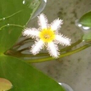 ガガブタ 水生植物