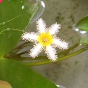 ガガブタ 水生植物