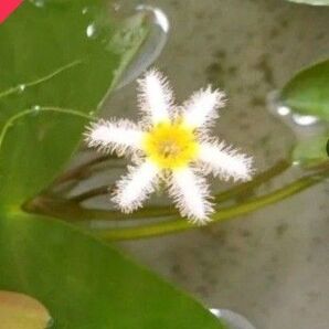 ガガブタ 水生植物