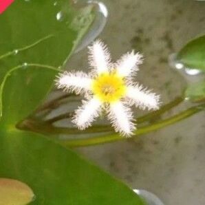 ガガブタ 水生植物