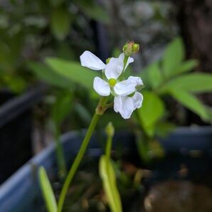 水生植物3種(ナガバオモダカ・ガガブタ・ヒメビシ)