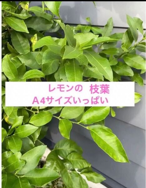 【完全無農薬】レモンの葉 アゲハ蝶の幼虫 エサ