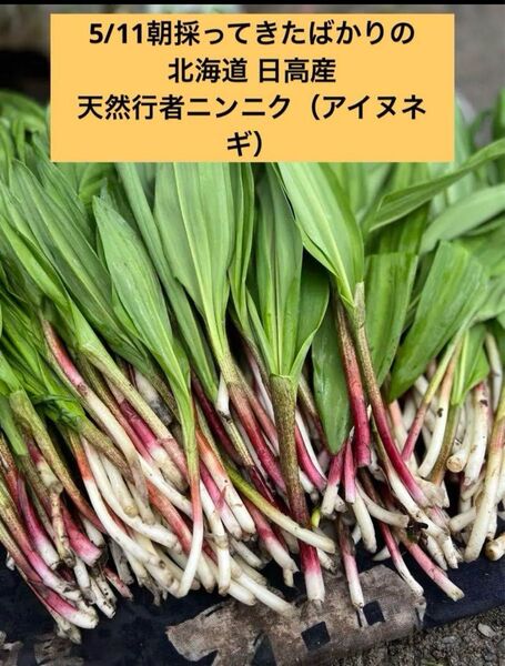 5/11朝採ってきたばかりの北海道日高産 天然行者ニンニク(アイヌネギ)200時
