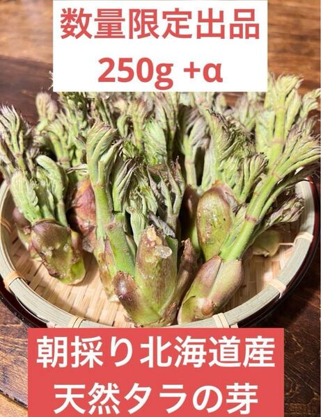 朝採ってきたばかりの北海道厚真産 天然タラの芽200g