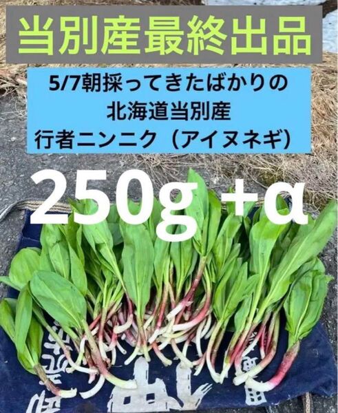 5/7朝採ってきたばかりの北海道当別産 天然行者ニンニク(アイヌネギ)250g