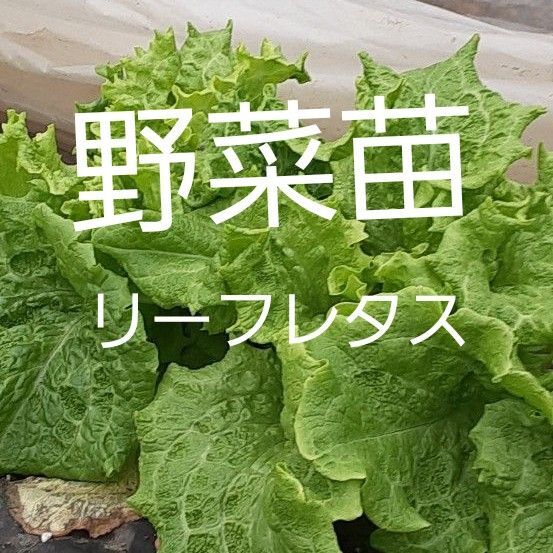 野菜苗 リーフレタス14苗 家庭菜園 プランター栽培 農薬未使用野菜