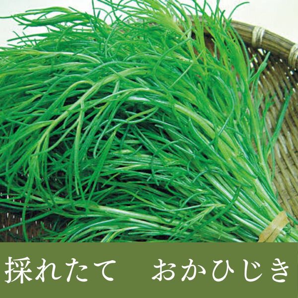 「山形県産おかひじき 100g×4袋セット|シャキシャキ食感のヘルシー野菜」