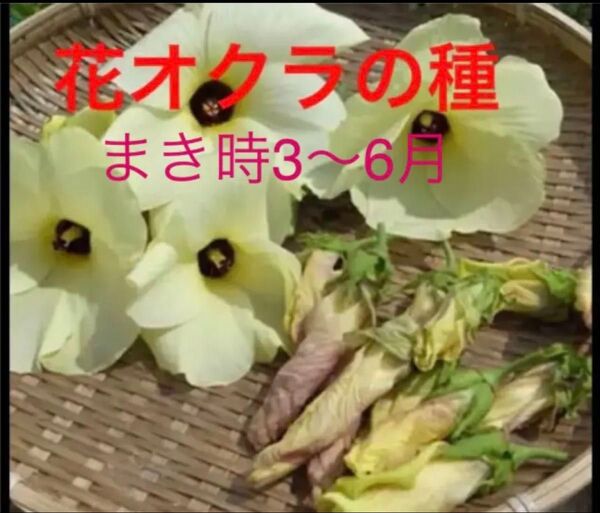 おまけ付き 花オクラの種 50粒