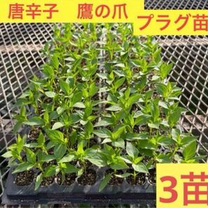 唐辛子 鷹の爪 苗 〜 プラグ苗(3苗) 〜