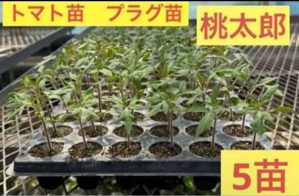 トマト苗 桃太郎 〜 プラグ苗5苗 〜
