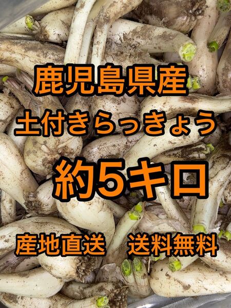 鹿児島県産 土付きらっきょう 約5キロ