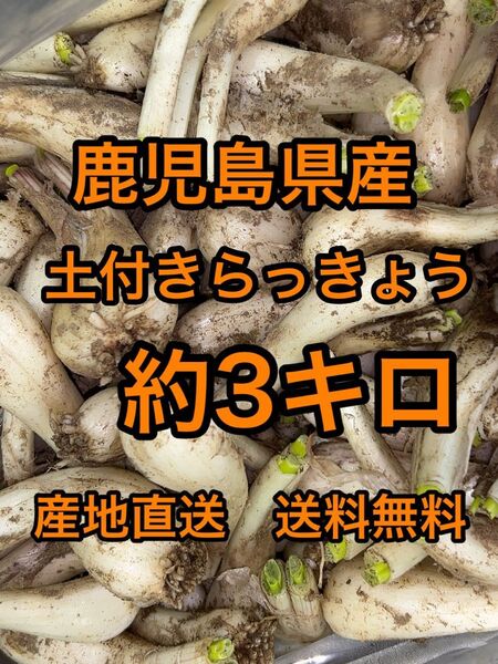 鹿児島県産 土付きらっきょう 約3キロ