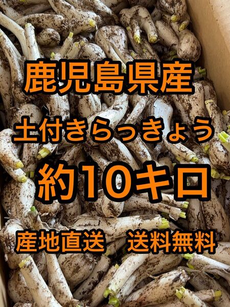 鹿児島県産 土付きらっきょう 箱込10キロ