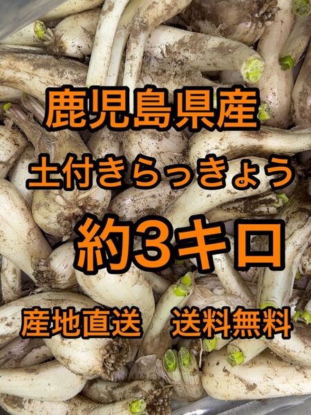 鹿児島県産 土付きらっきょう 約3キロ