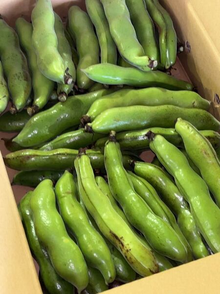 鹿児島県産 訳ありそら豆 2〜4粒約4キロ そら豆