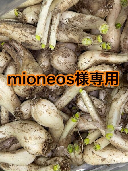 鹿児島県産 土付きらっきょう 約20キロ
